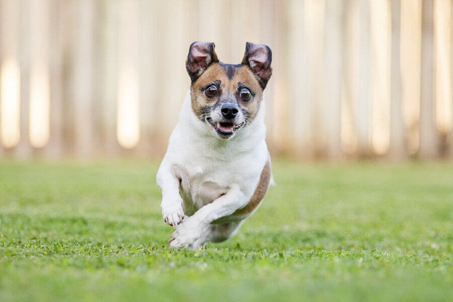 nằm mơ bị chó rượt đuổi