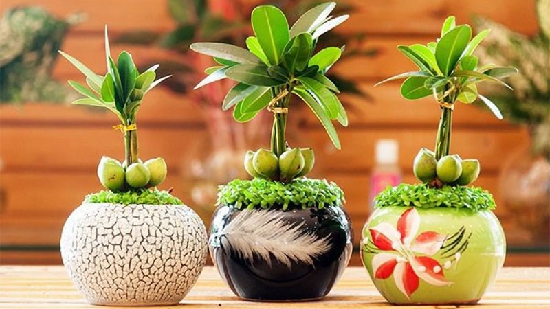 cay tai loc