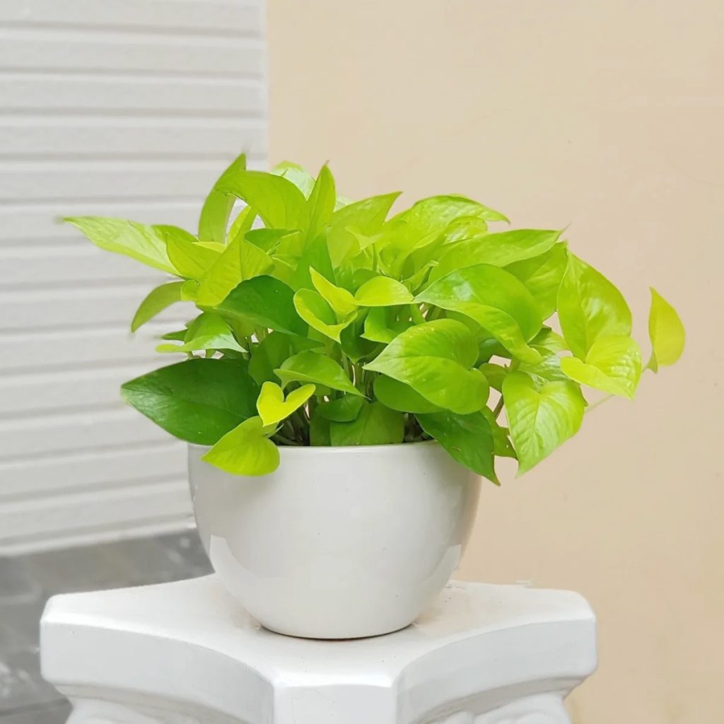 Cây Trầu Bà Vàng