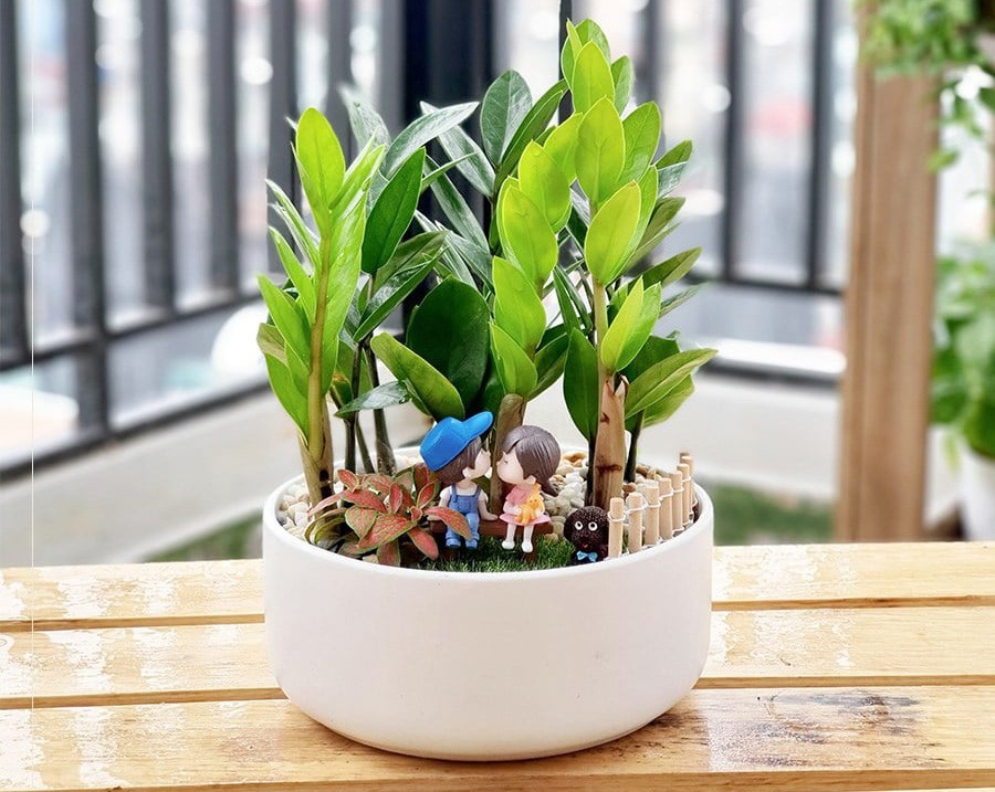 Các đồ phong thủy để bàn làm việc giúp hút may mắn tài lộc 18 Cây xanh phong thủy mini