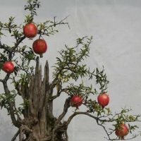 Thạch Lựu Mộc: Tổng quan tử vi phong thủy Mệnh Thạch Lựu Mộc