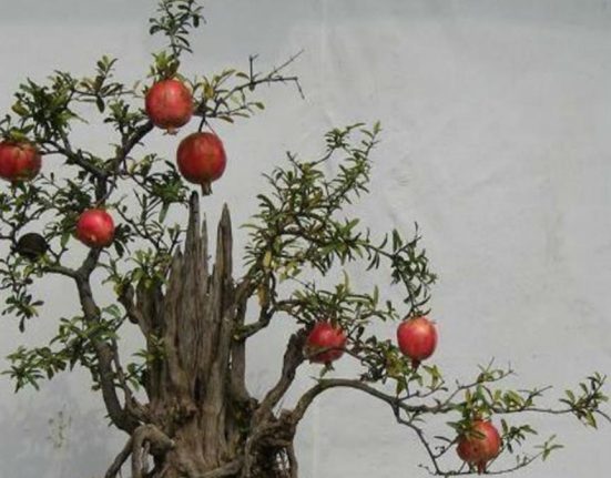 Thạch Lựu Mộc: Tổng quan tử vi phong thủy Mệnh Thạch Lựu Mộc