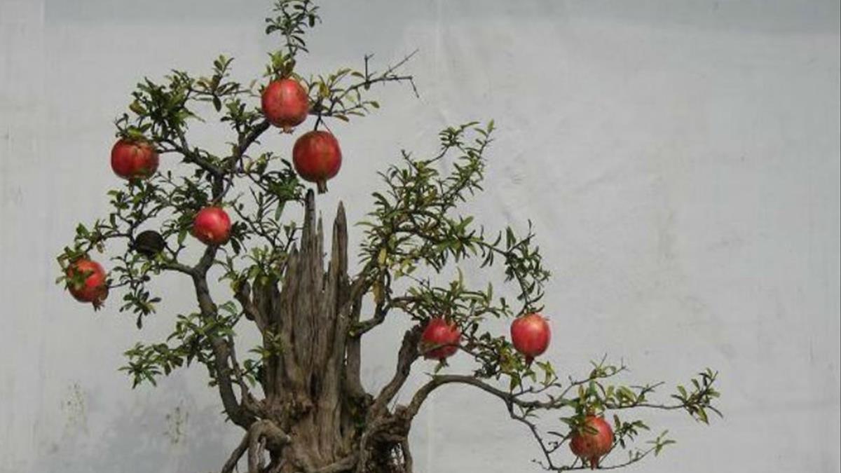 Thạch Lựu Mộc: Tổng quan tử vi phong thủy Mệnh Thạch Lựu Mộc