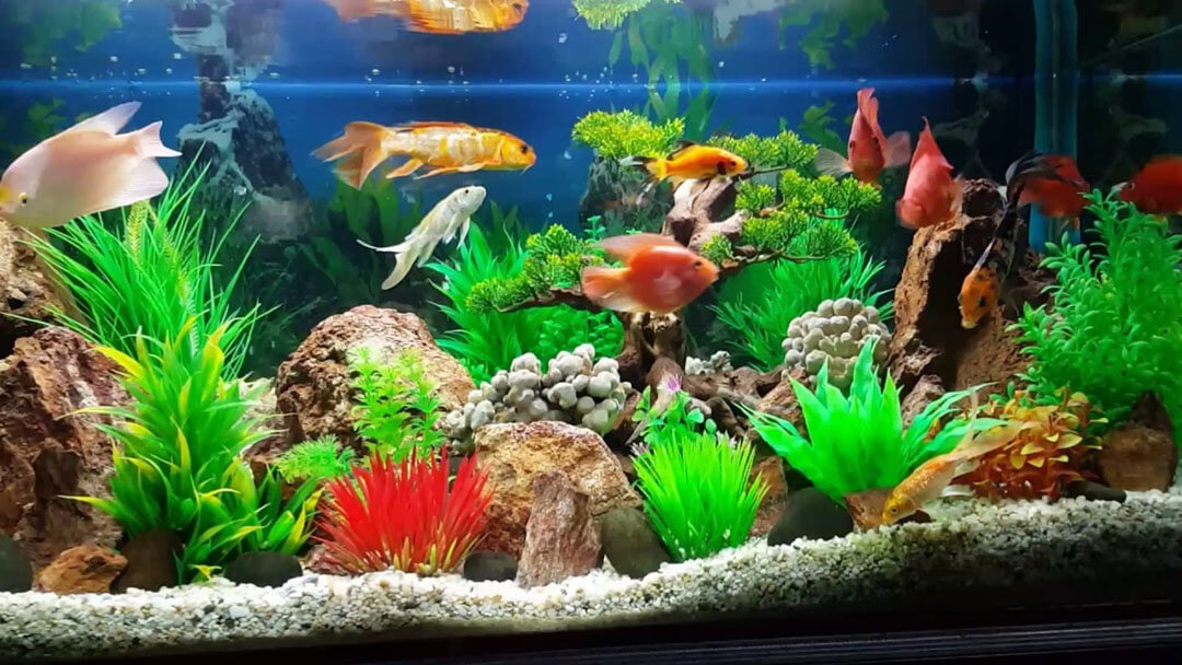 Vật phẩm phong thủy cho người mệnh Thủy 15 be ca phong thuy theo tuoi