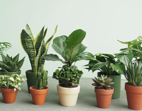 Cây phong thủy hợp mệnh hợp tuổi 12 con giáp