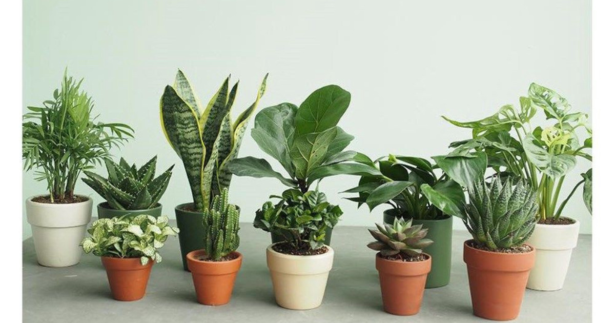 Cây phong thủy hợp mệnh hợp tuổi 12 con giáp