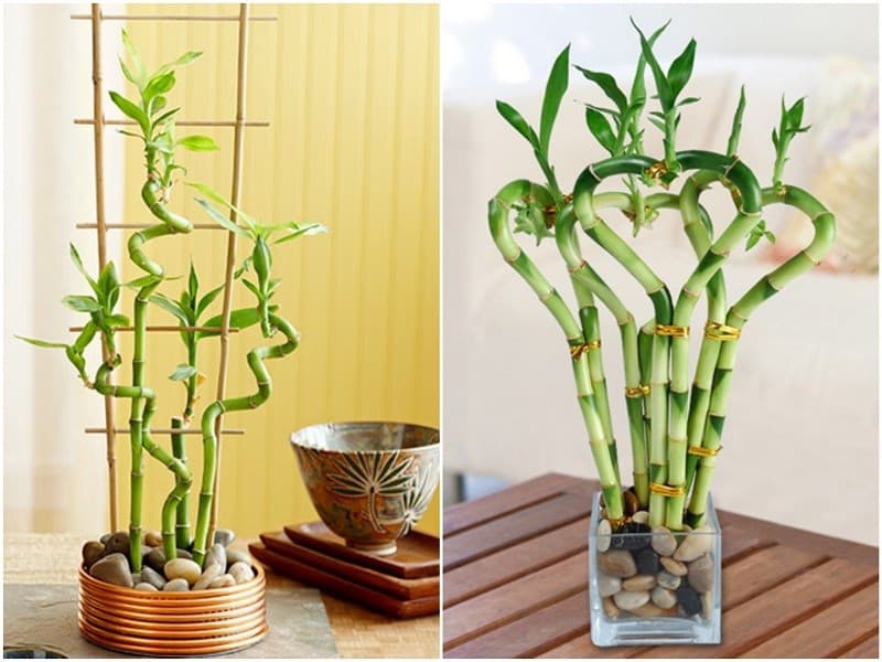 Cây Trúc Phú Quý