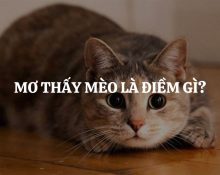 mo thay meo la diem gi