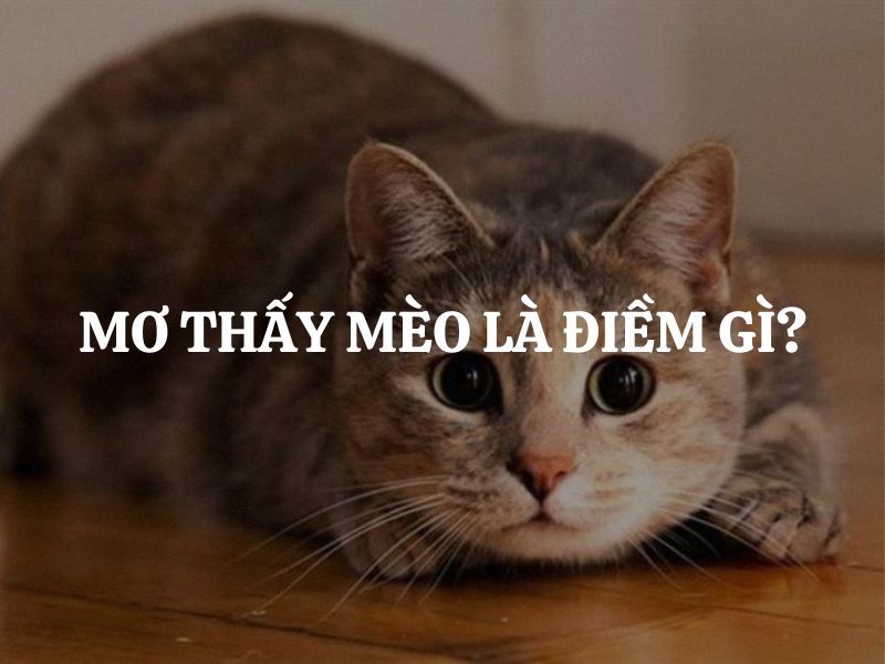mo thay meo la diem gi