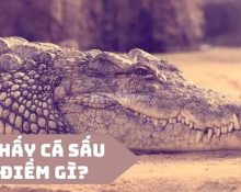 nằm mơ thấy cá sấu là điềm báo gì