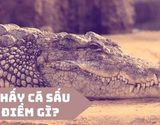 nằm mơ thấy cá sấu là điềm báo gì