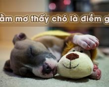 Nằm mơ thấy chó có điềm báo gì?