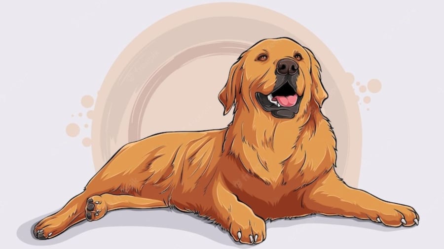 Tính cách người tuổi Tuất: Chính trực và trung thành 9 tuổi tuất