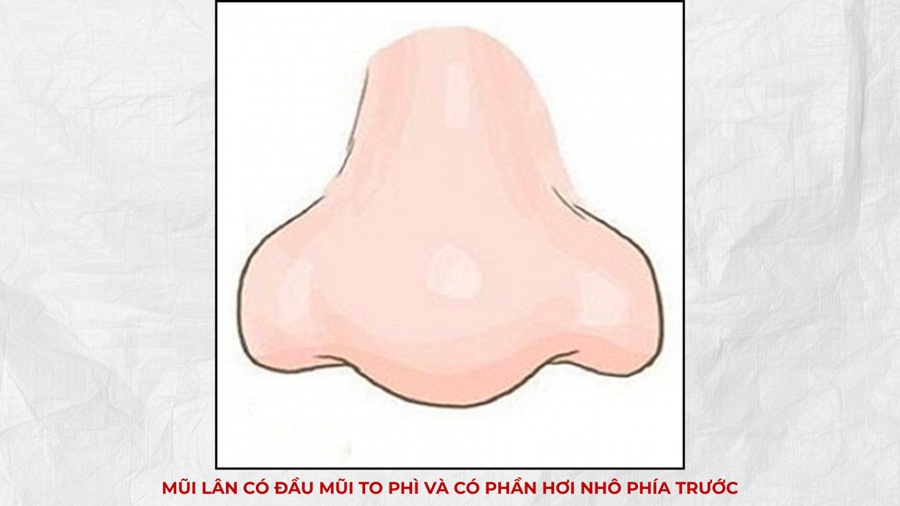 Tướng mũi lân tốt hay xấu? Đặc điểm nhận dạng và ý nghĩa 4 hinh anh mui lan