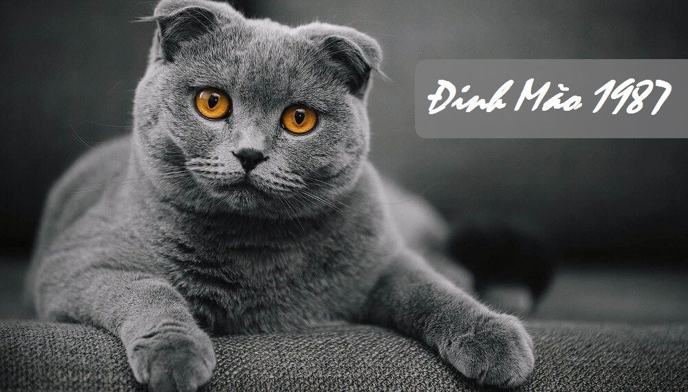 sinh nam 1987 tuoi gi menh gi