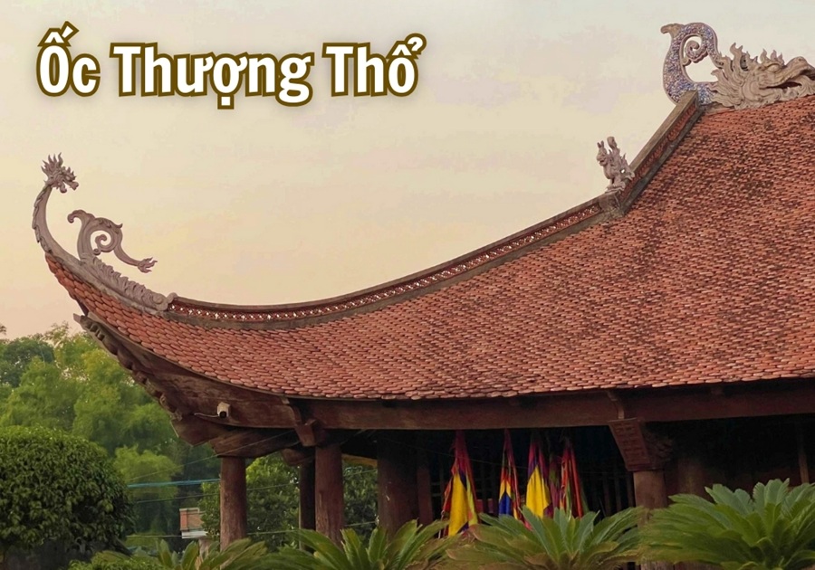 menh oc thuong tho